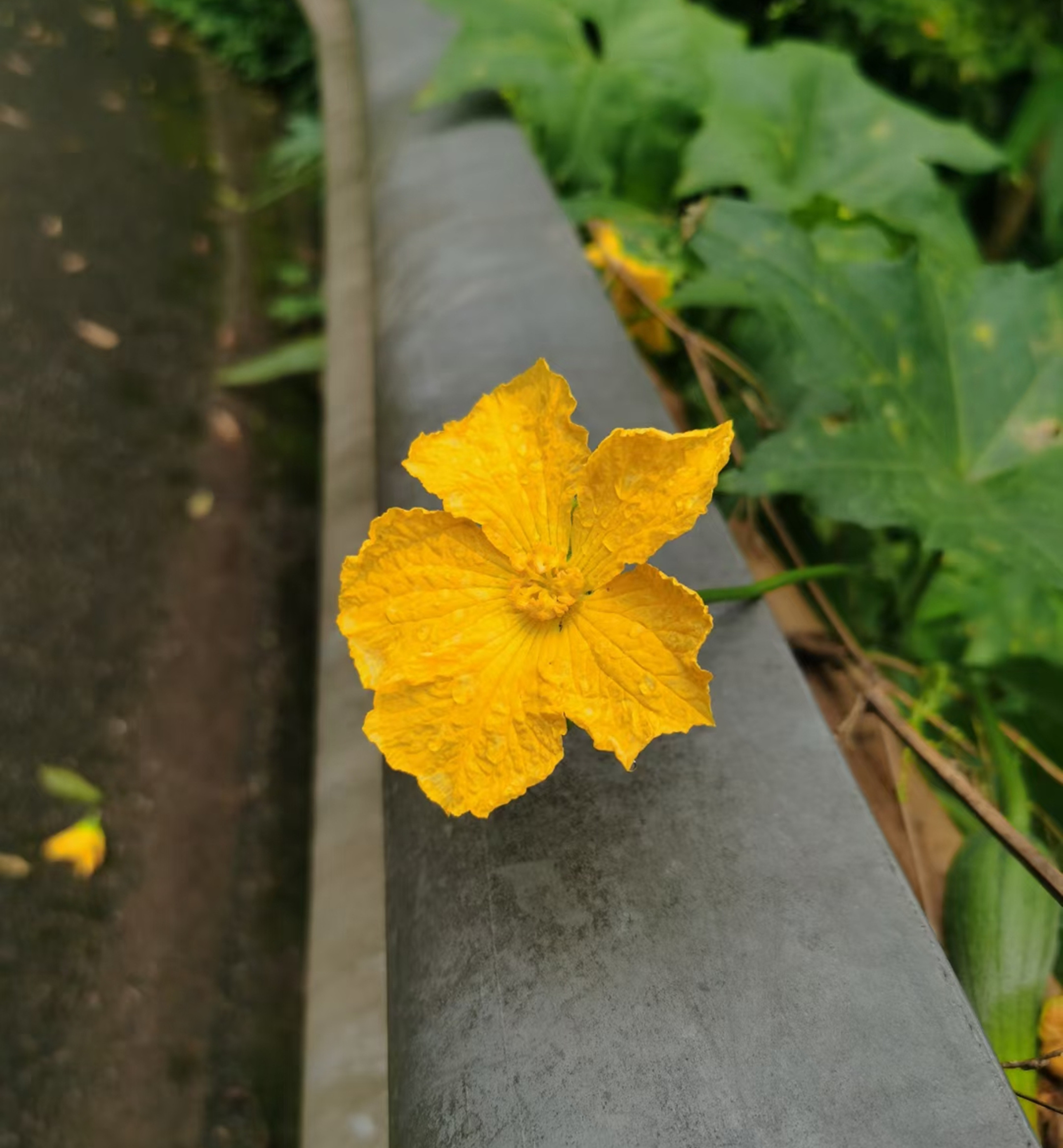絲瓜花——四川成渝高速公路股份有限公司成渝分公司+雷毅華