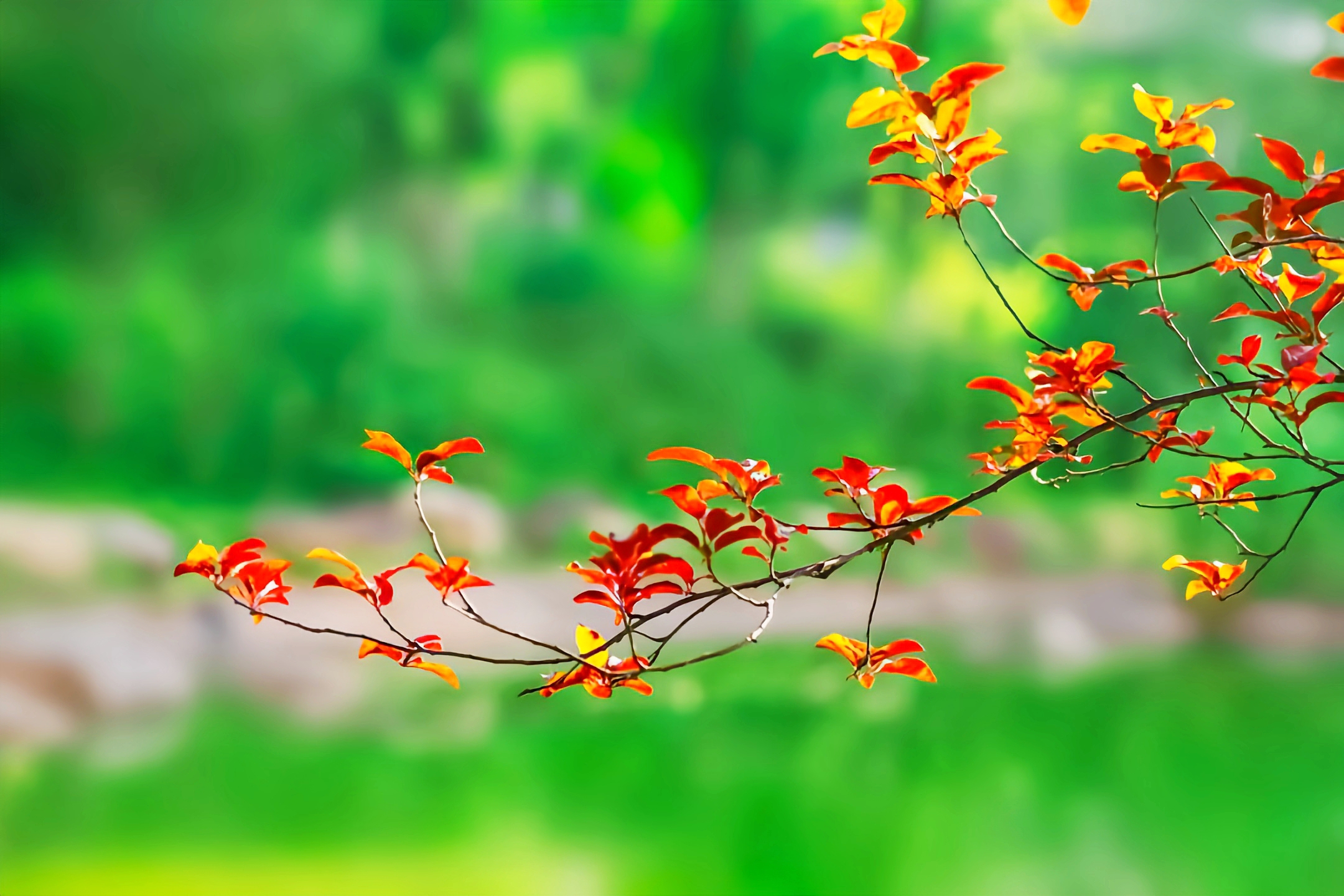 秋葉+內(nèi)江管理處.吳嗣芳