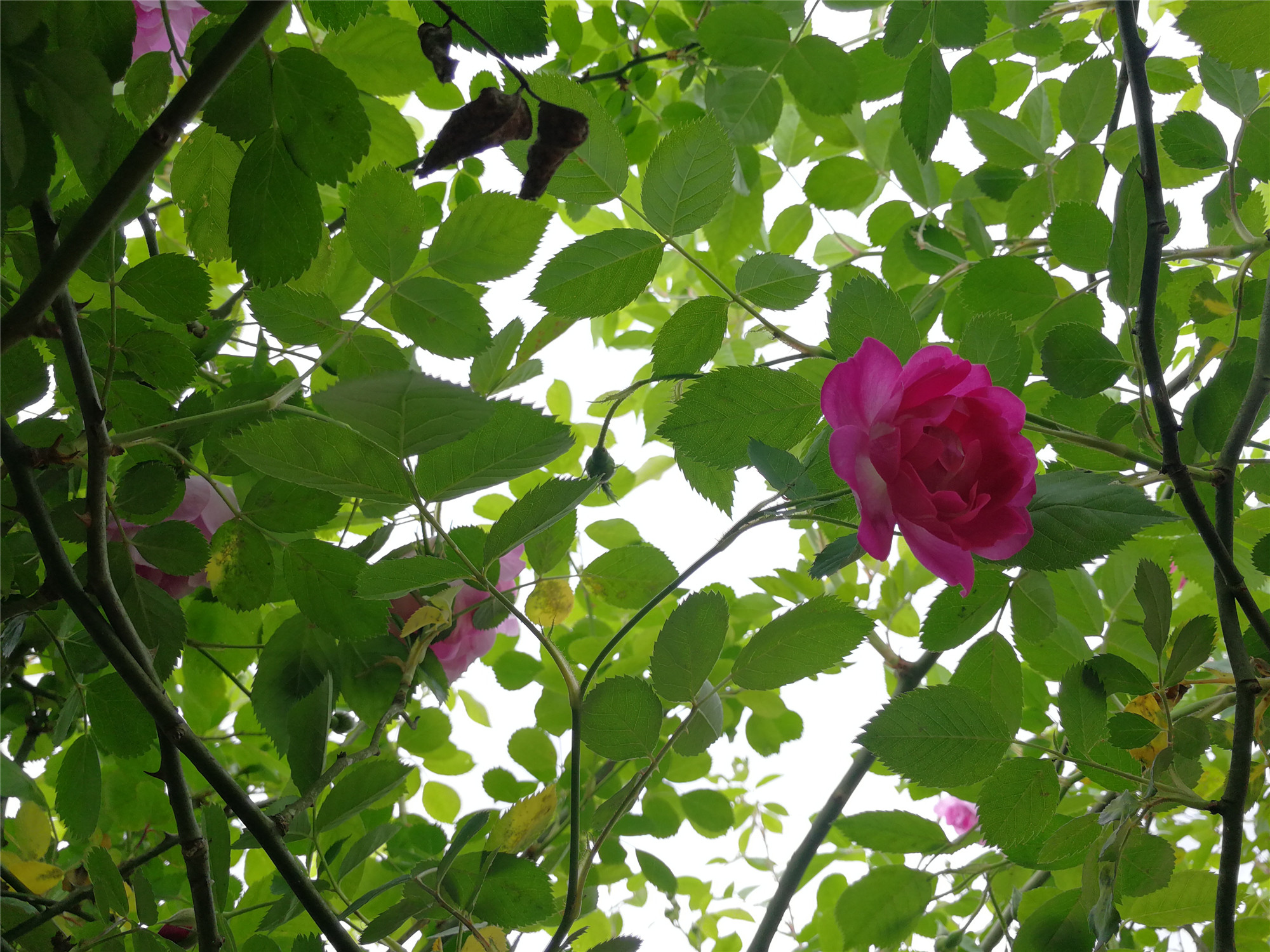 花枝俏——四川成渝高速公路股份有限公司成渝分公司+孫東華_副本