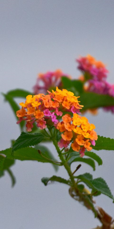 簇錦團(tuán)花——四川成渝高速公路股份有限公司成渝分公司 蒙麗琴_副本