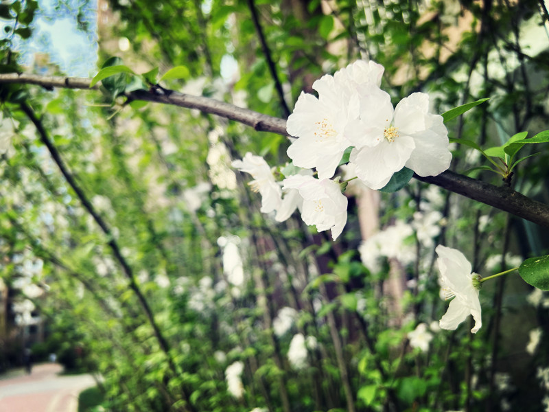 春暖花開(kāi)——四川成渝高速公路股份有限公司成渝分公司崔蓉_副本