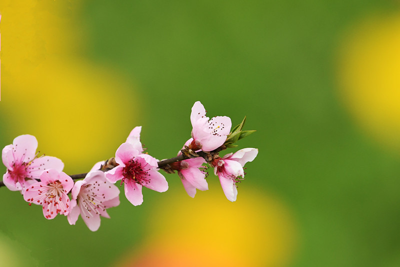桃花依舊笑春風(fēng)——四川成渝高速公路股份有限公司成渝分公司 蒙麗琴_副本