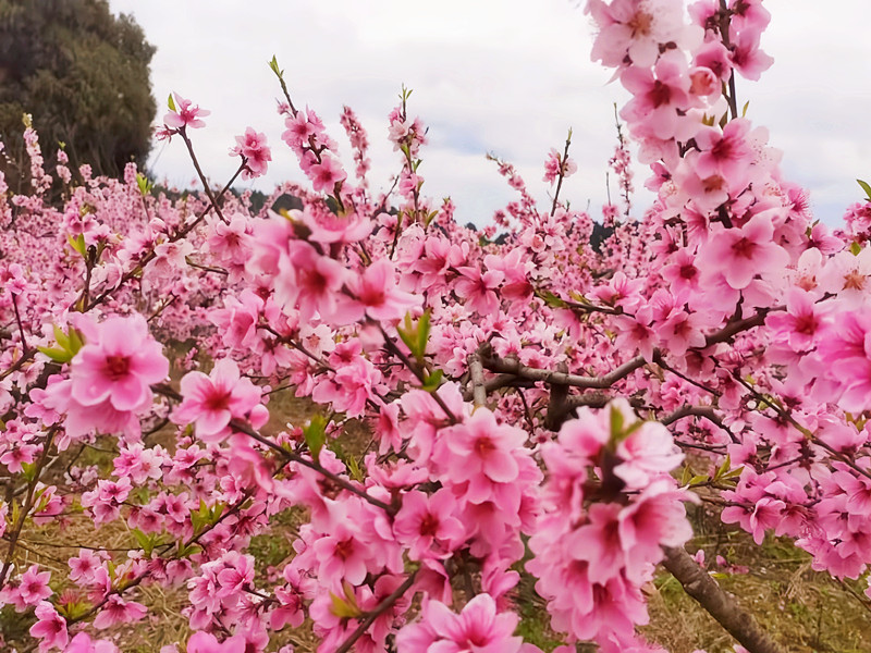 桃花盛開時——四川成渝高速公路股份有限公司成渝分公司+吳嗣芳_副本