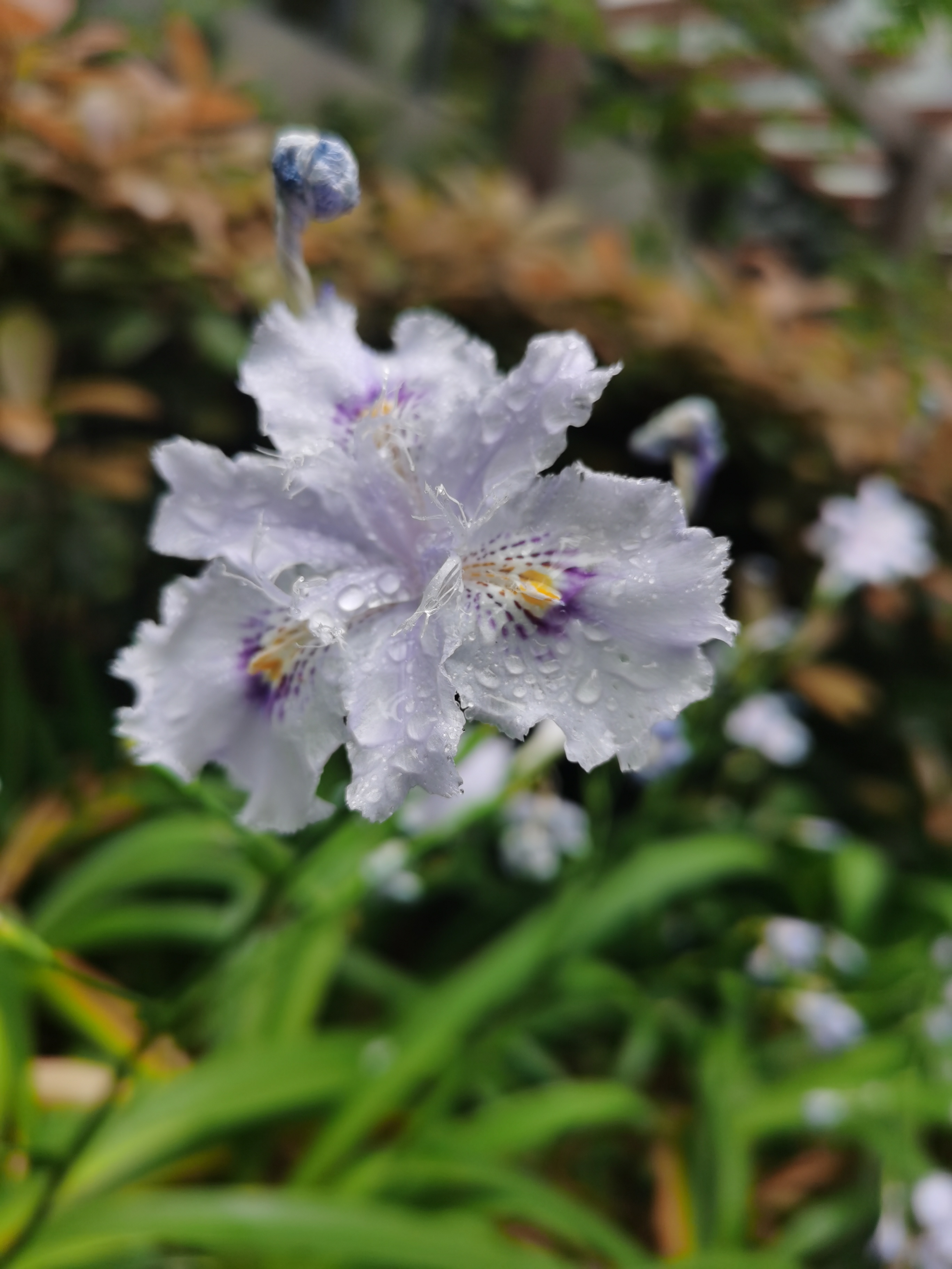 細雨潤花嬌暮色遠峰前——四川成渝高速公路股份有限公司成渝分公司陳梅