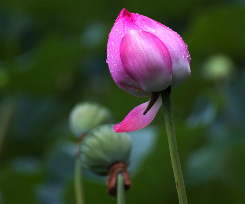 風(fēng)雨催開(kāi)搖曳花+成渝分成都處+林萍+建行簡(jiǎn)陽(yáng)支行