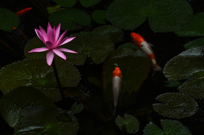 魚戲蓮葉間+成都管理處+ 蒙麗琴