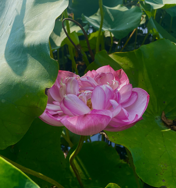 初發(fā)芙蓉——四川成渝高速公路股份有限公司成渝分公司鄧詠_副本