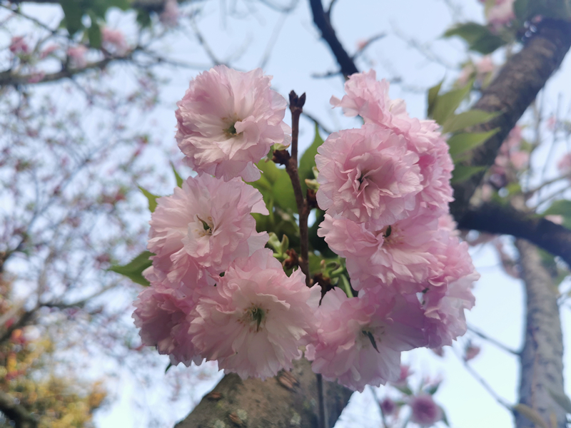 145、花團錦簇+四川成渝高速公路股份有限公司資陽管理處+王燕