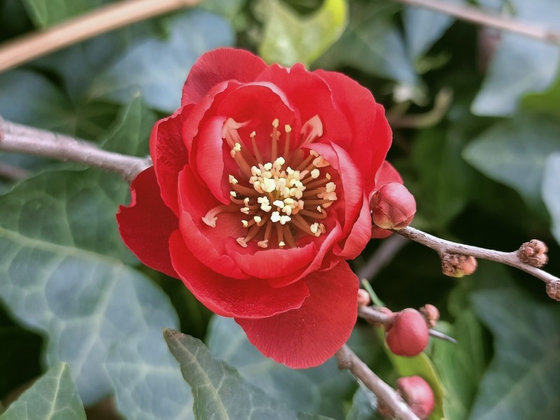 獨(dú)花綻放——四川成渝高速公路股份有限公司成渝分公司鄧建軍