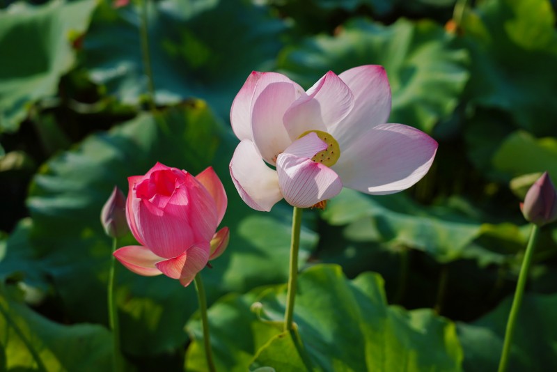 映日荷花+賀曉+川成渝高速公路股份有限公司成渝分公司資陽(yáng)管理處