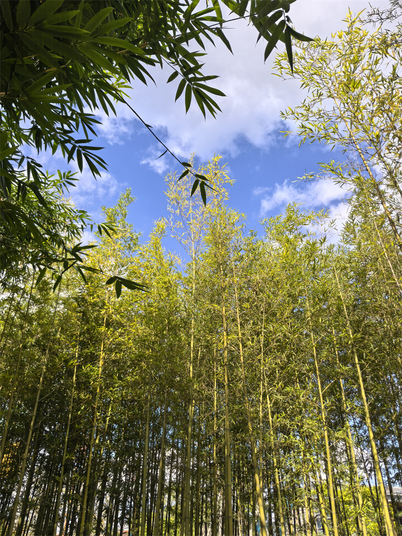 高聳林立+四川成渝高速公路有限責任公司成渝分公司資陽管理處+周麗