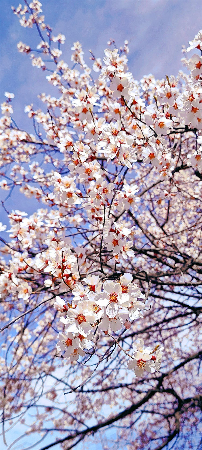 林芝桃花+成都管理處+梅中權(quán)