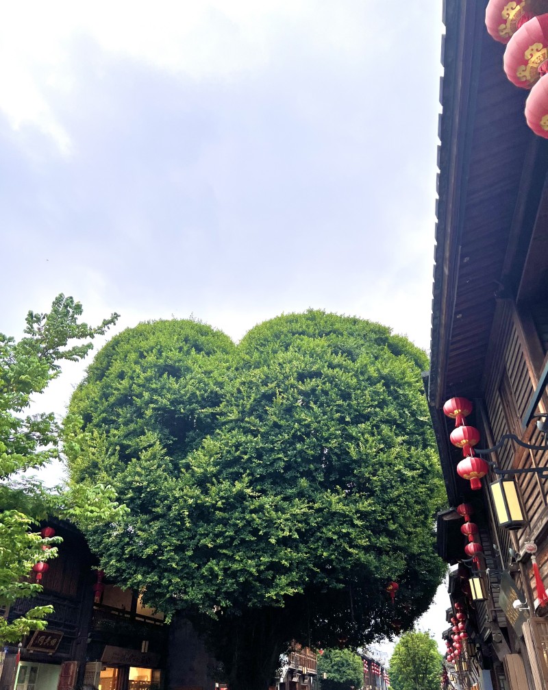 福州愛(ài)心樹(shù)+方媛+成都管理處