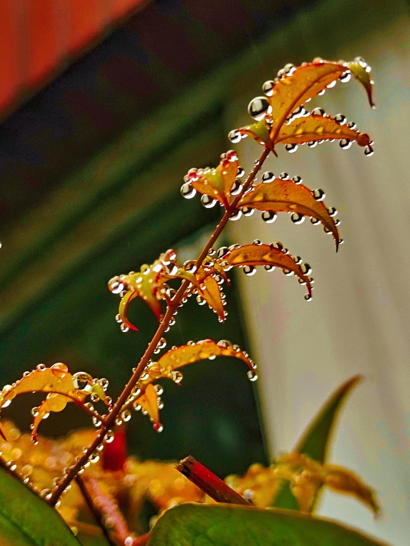 露珠+成都管理處+張文新