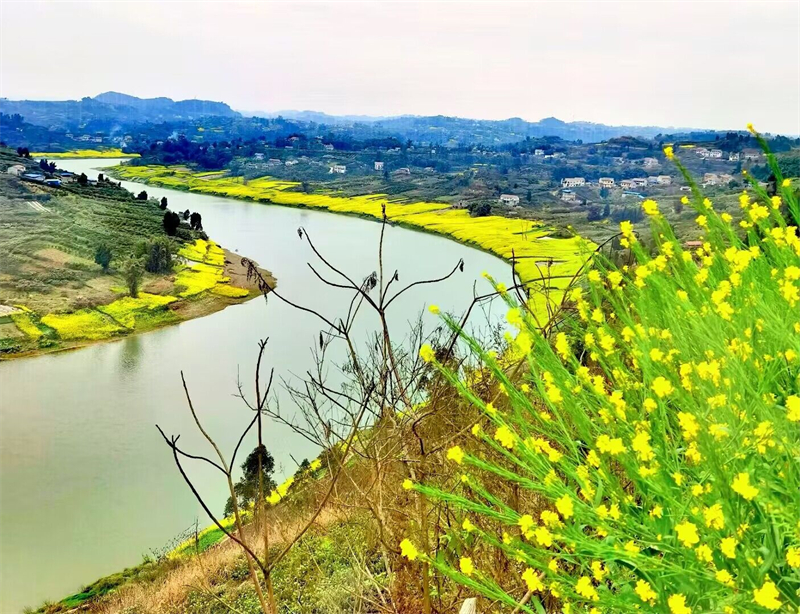 油菜+四川成渝高速公路股份有限公司成渝分公司資陽管理處+羅勇